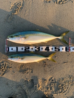 ワラサの釣果