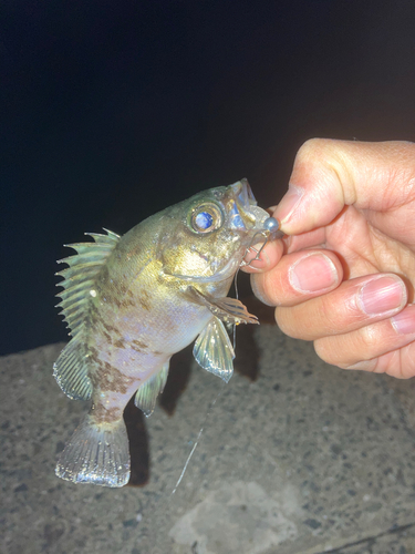 メバルの釣果