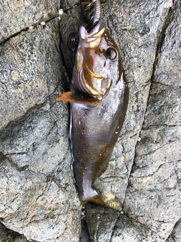 アイナメの釣果