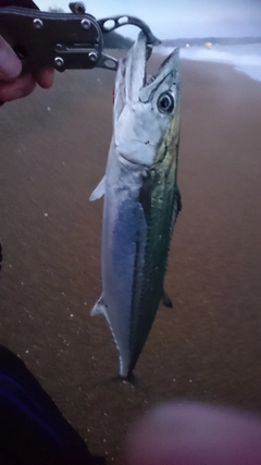 サゴシの釣果