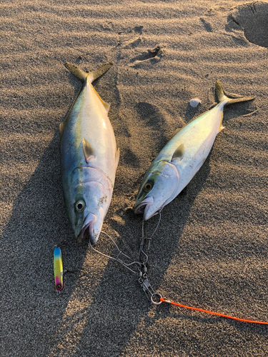 ワラサの釣果