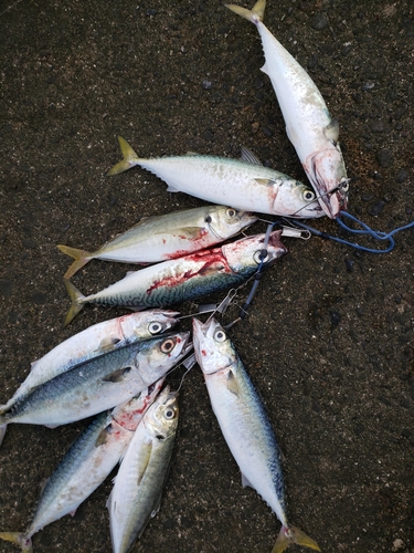 サバの釣果