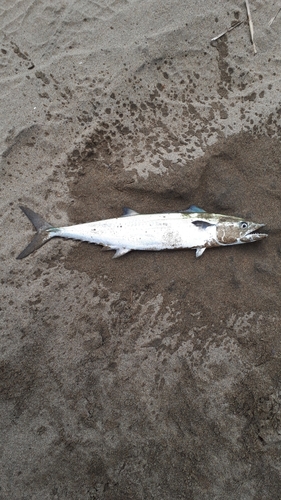 サゴシの釣果