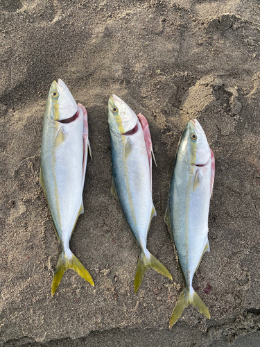 イナダの釣果