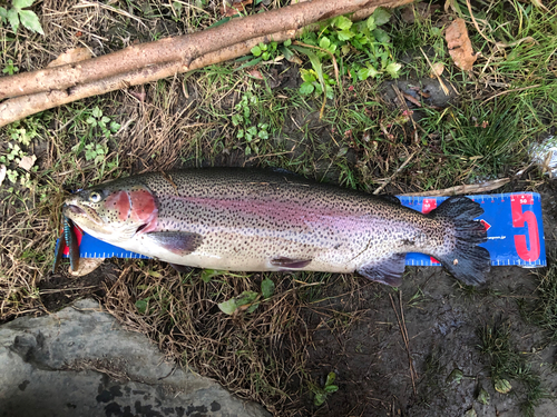 ニジマスの釣果