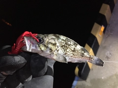 クロソイの釣果