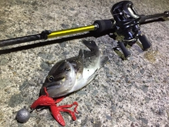 クロソイの釣果