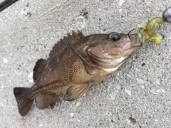エゾメバルの釣果