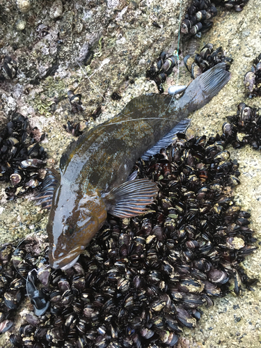 アイナメの釣果