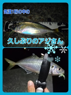 アジの釣果
