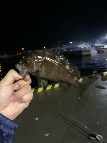 ガヤの釣果