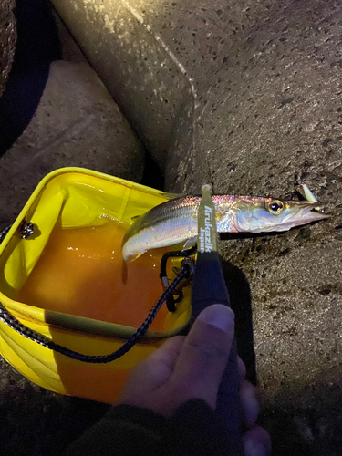 カマスの釣果