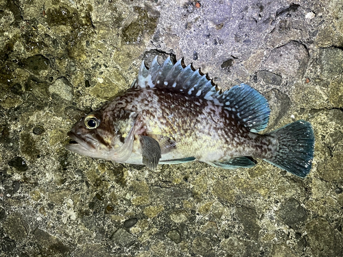 マゾイの釣果