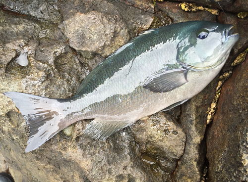 クチブトグレの釣果