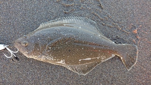 ソゲの釣果