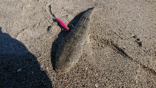 マゴチの釣果