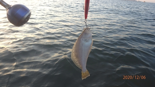 ヒラメの釣果