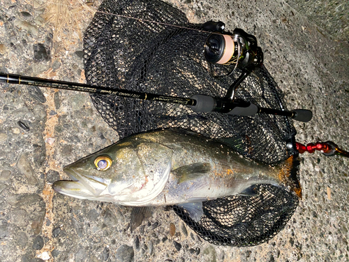 セイゴ（マルスズキ）の釣果