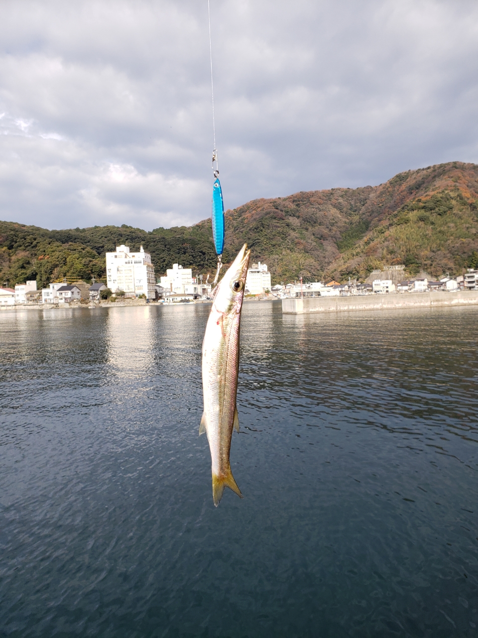 アカカマス