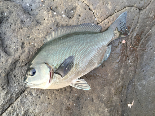 クチブトグレの釣果