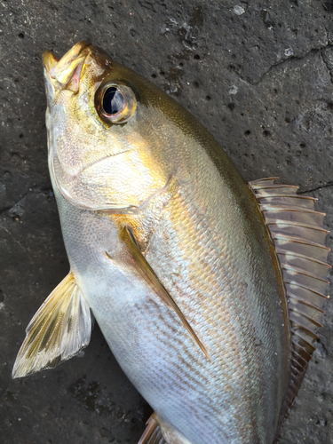 イサキの釣果