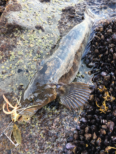 アイナメの釣果