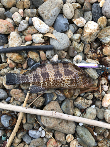 オオモンハタの釣果