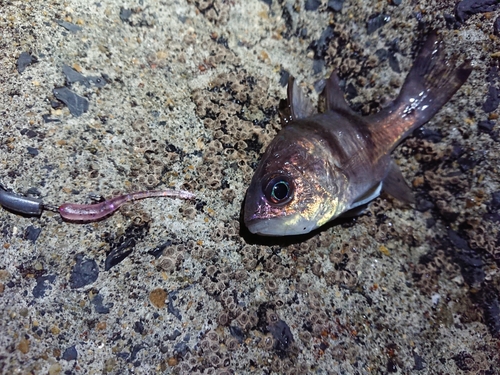 ヨコスジイシモチの釣果