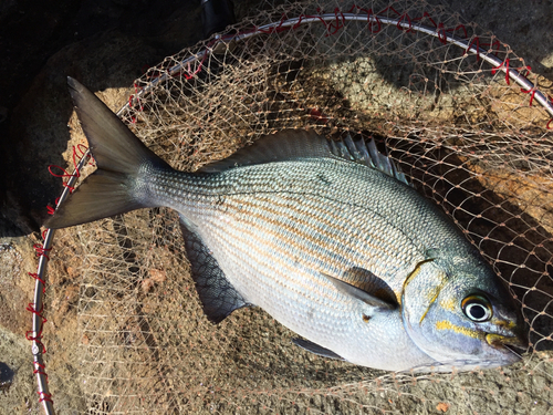 イスズミの釣果