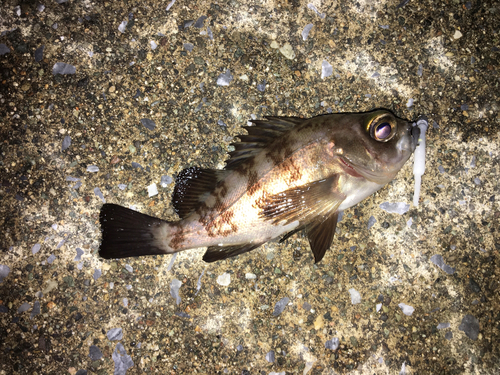 メバルの釣果