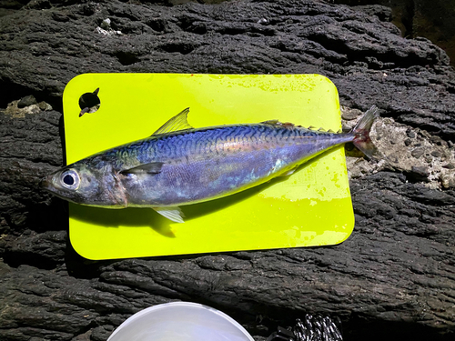 サバの釣果