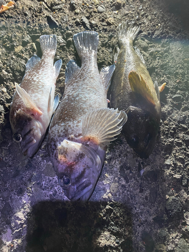 クロソイの釣果