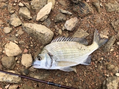 ミナミクロダイの釣果