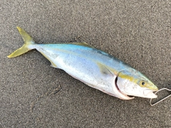 イナダの釣果