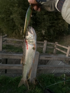 ウグイの釣果