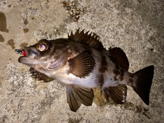 メバルの釣果