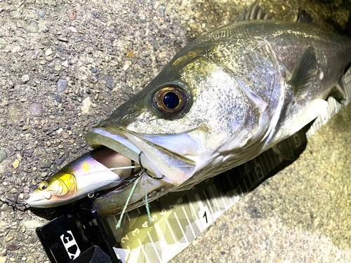 シーバスの釣果