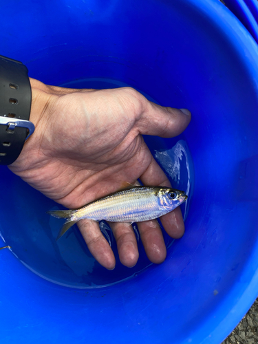 サッパの釣果