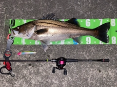 シーバスの釣果