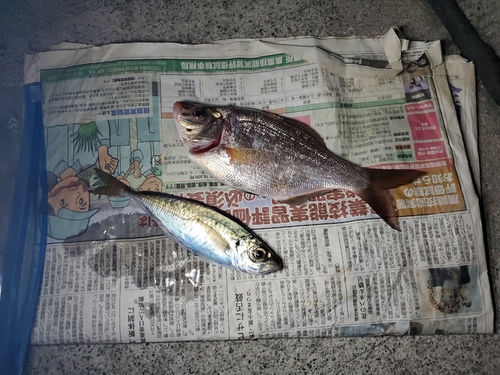 ウミタナゴの釣果