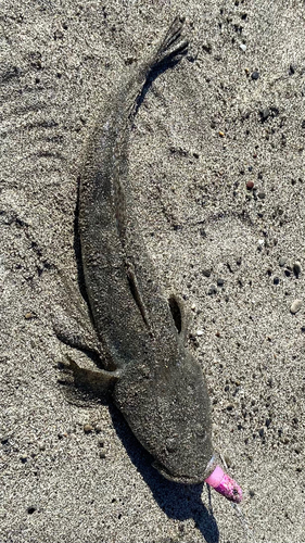 マゴチの釣果