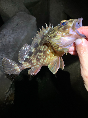 カサゴの釣果