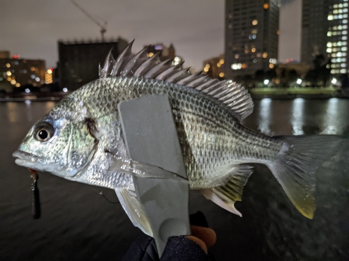 キビレの釣果