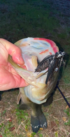 ブラックバスの釣果