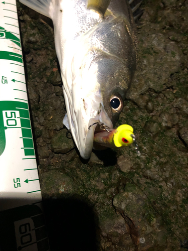 シーバスの釣果