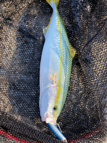 ツバスの釣果