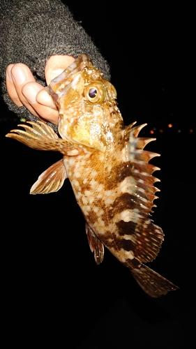 カサゴの釣果