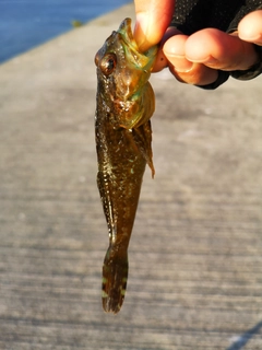 ハゼの釣果