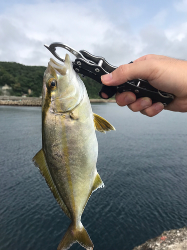 ショゴの釣果