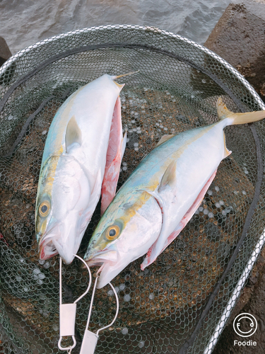 イナダの釣果